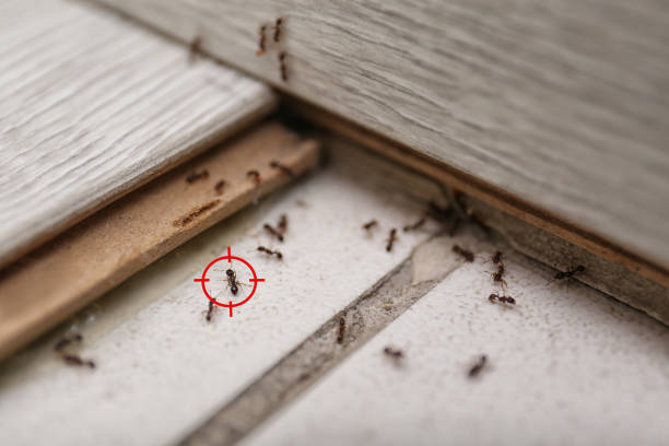 Trusted Coloma, MI Pest Control Experts